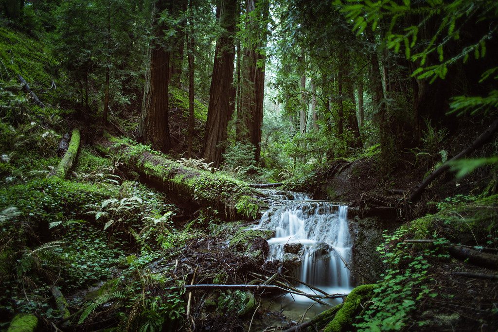 redwood forest river