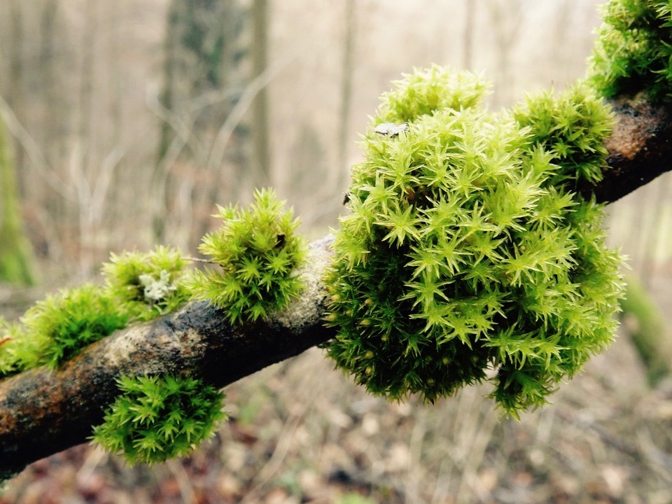 Moss Forest Moss Moss Colony Branch