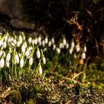 Plants Nature Moss Spring Flower Green Snowdrops